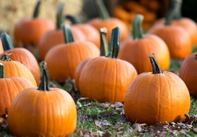 Your Guide to Fall Events in Lake County, Florida