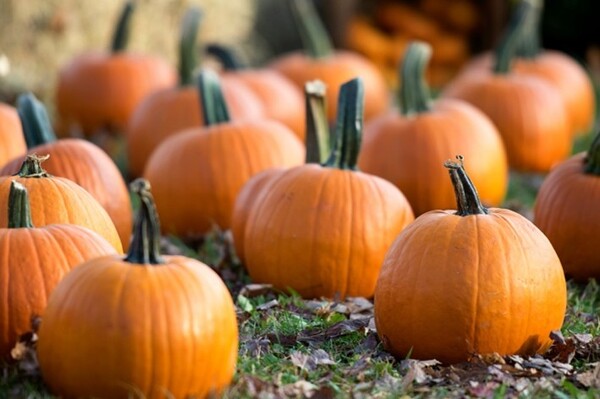 Your Guide to Fall Events in Lake County, Florida